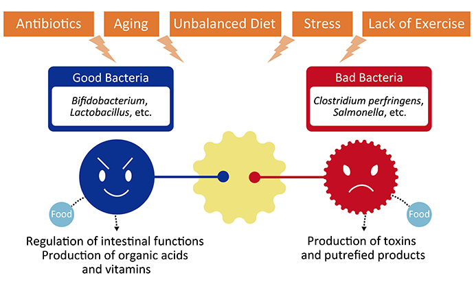 Prebiotics and balanced gut microbiome